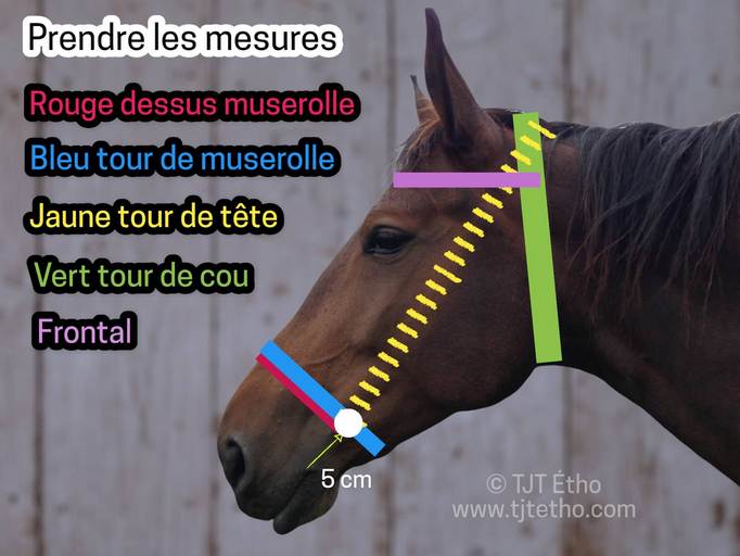 [m]Comment prendre les mesures d'un bridon side pull