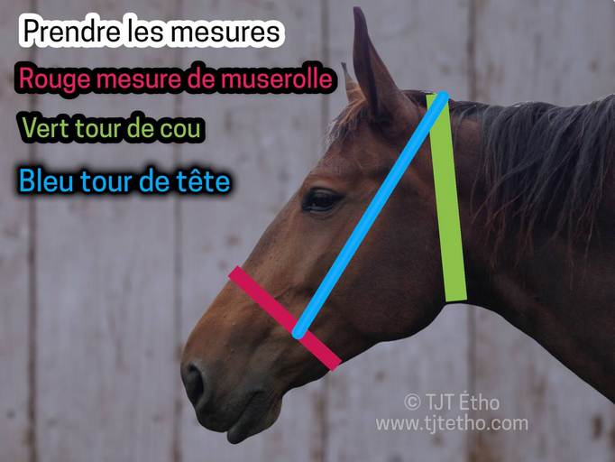 [m]Comment prendre les mesures pour licol éthologique