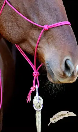 Licol éthologique ND