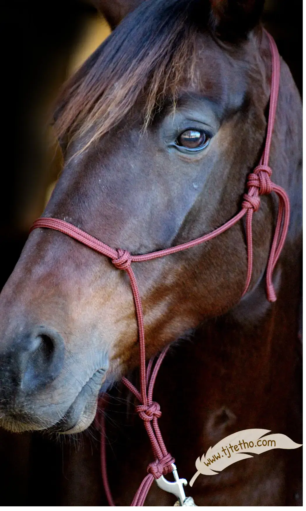 Licol éthologique ND