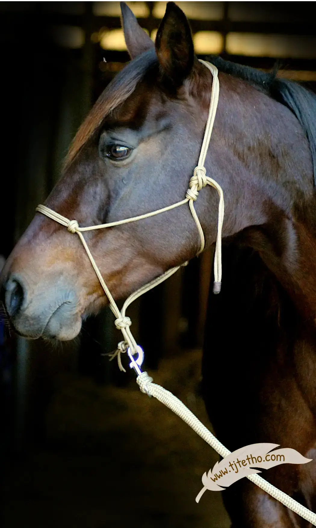 Licol éthologique ND