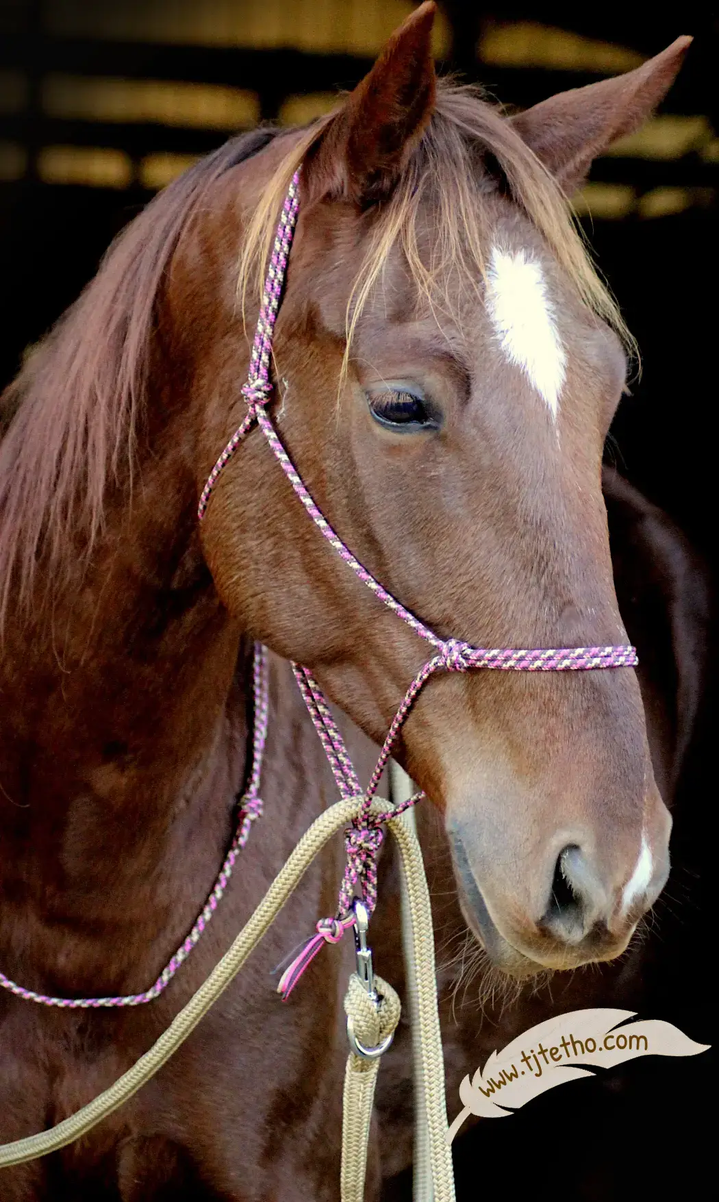 Licol éthologique ND