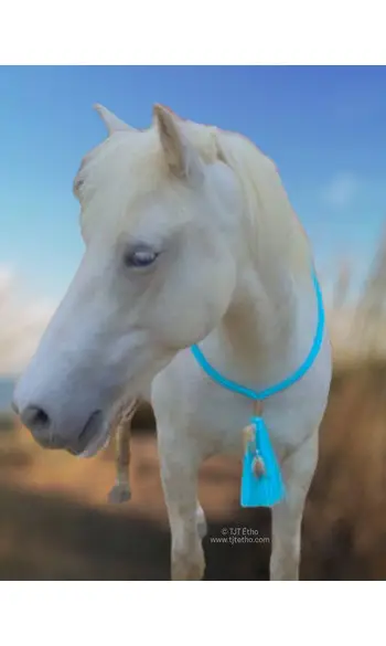 Cordéo avec Plume 12mm plat