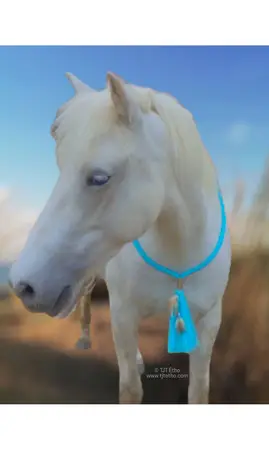 Cordéo avec Plume 12mm plat