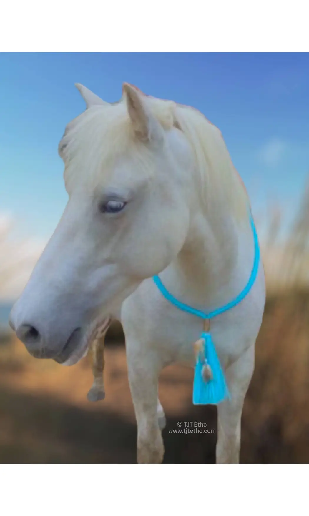 Cordéo avec Plume 12mm plat