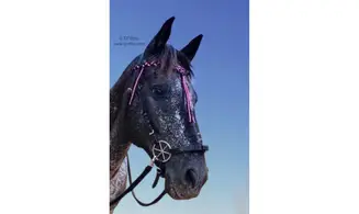 Frontal Seleña