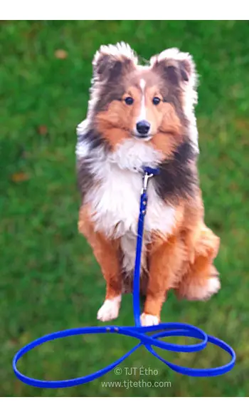 Laisse 1.50 à 2m en Biothane 13 mm