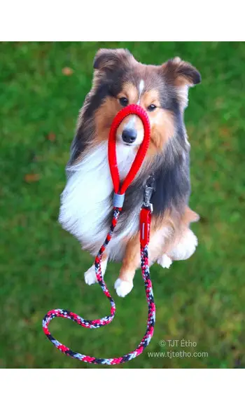 Laisse 1,50 à 2m - 12mm plat