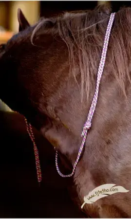 Collier d'encolure réglable