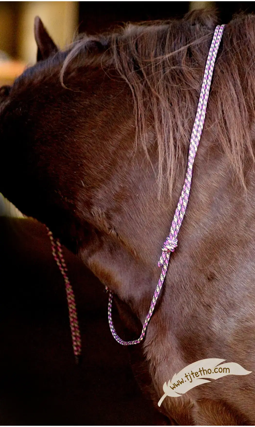 Collier d'encolure réglable