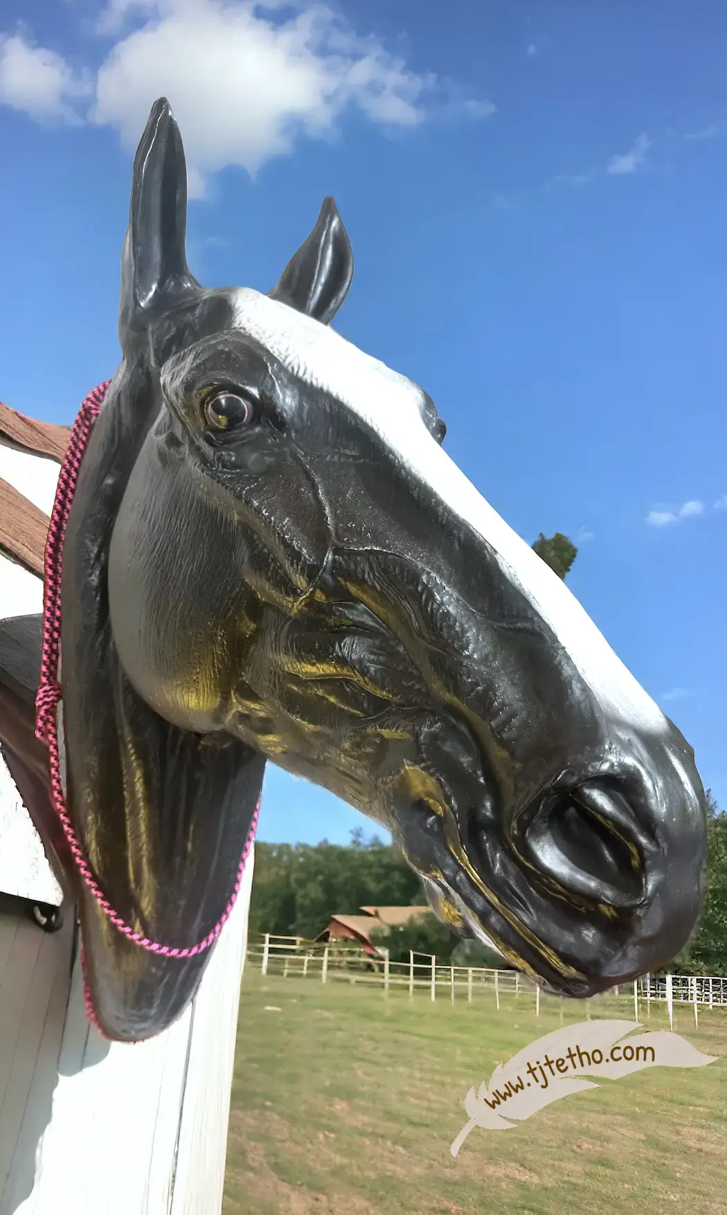 Collier d'encolure réglable