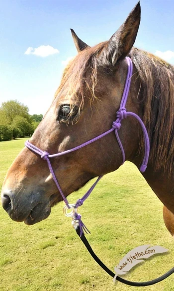 DAKOTA licol étho "ne tourne pas "