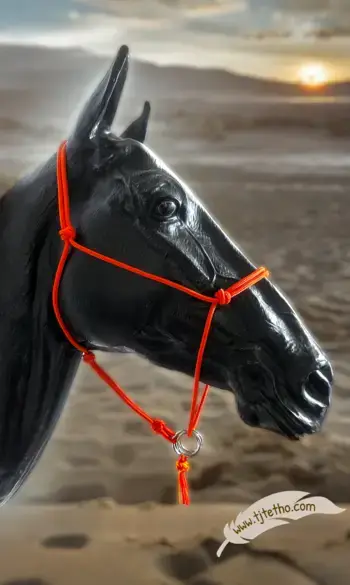 DAKOTA licol étho "ne tourne pas "