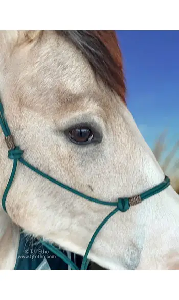 Side N.diamant + anneau Biothane