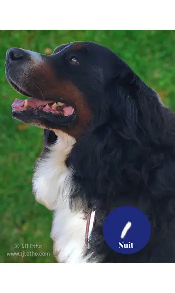 Poignée Théo réfléchissante