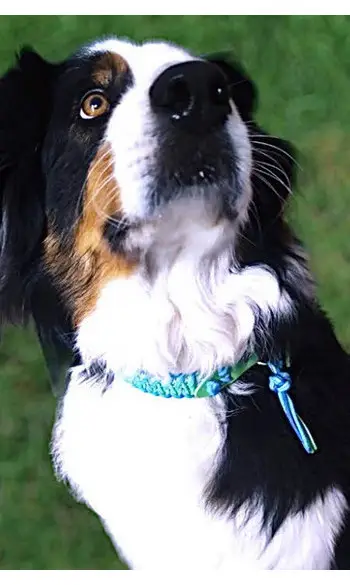 Collier large corde/biothane