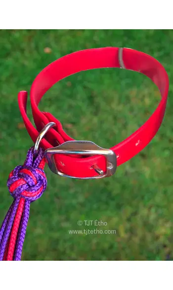 Collier biothane 16mm