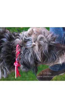 Collier biothane 16mm