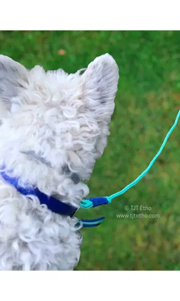 Collier biothane 13 mm