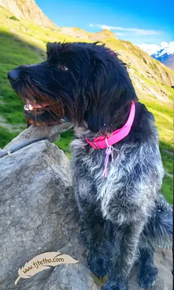 Collier biothane 25 mm