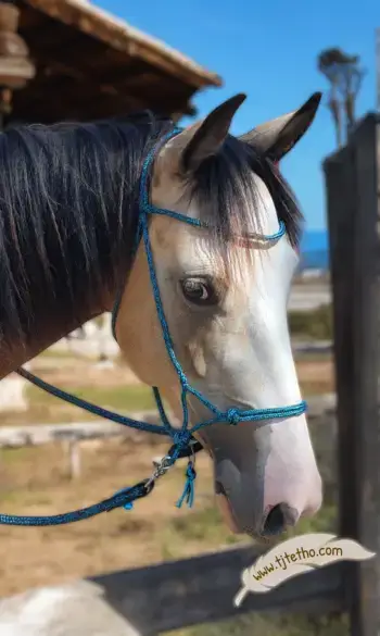 Licol NB Horse development QP