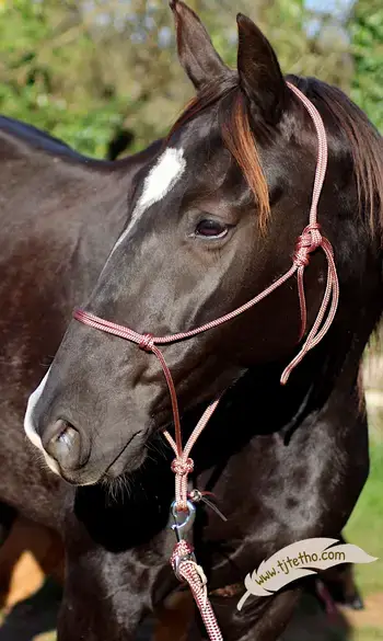 Licol noeud diamant professionnel