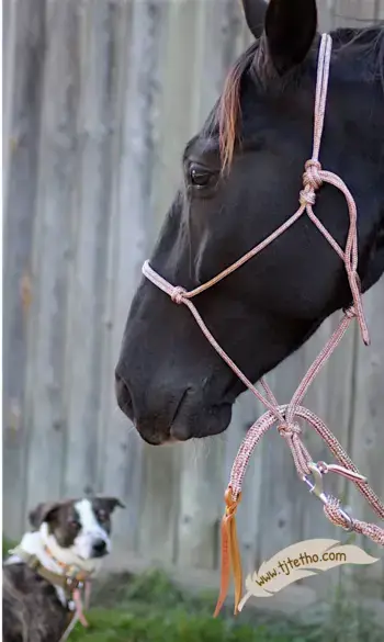 Licol noeud diamant professionnel