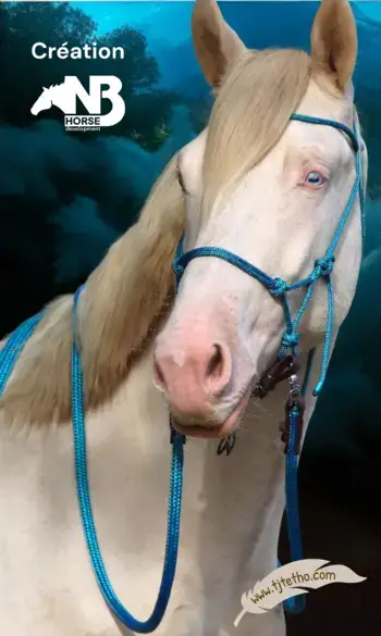 Licol NB Horse development