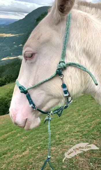 Licol Evolutif naissance Solemio