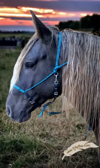 Licol Evolutif Glenor