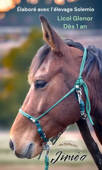 Licol Evolutif Glenor
