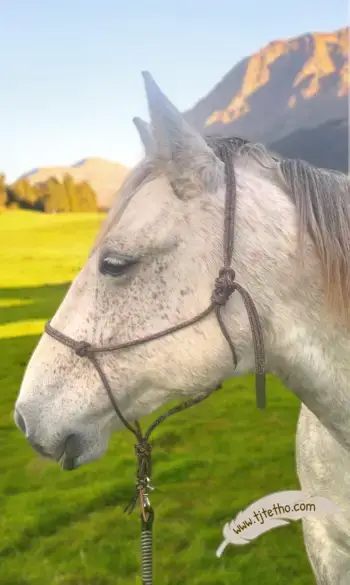 Licol éthologique Rigide professionnel