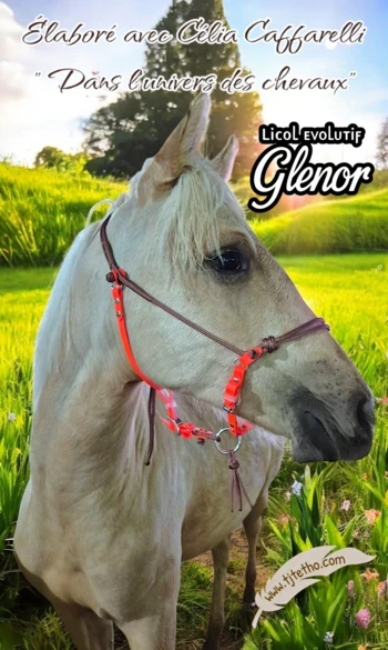 Stock Licol Evolutif Glenor