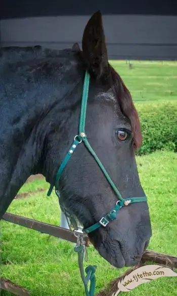 Stock Licol Evolutif Glenor