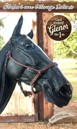 Stock Licol Evolutif Glenor