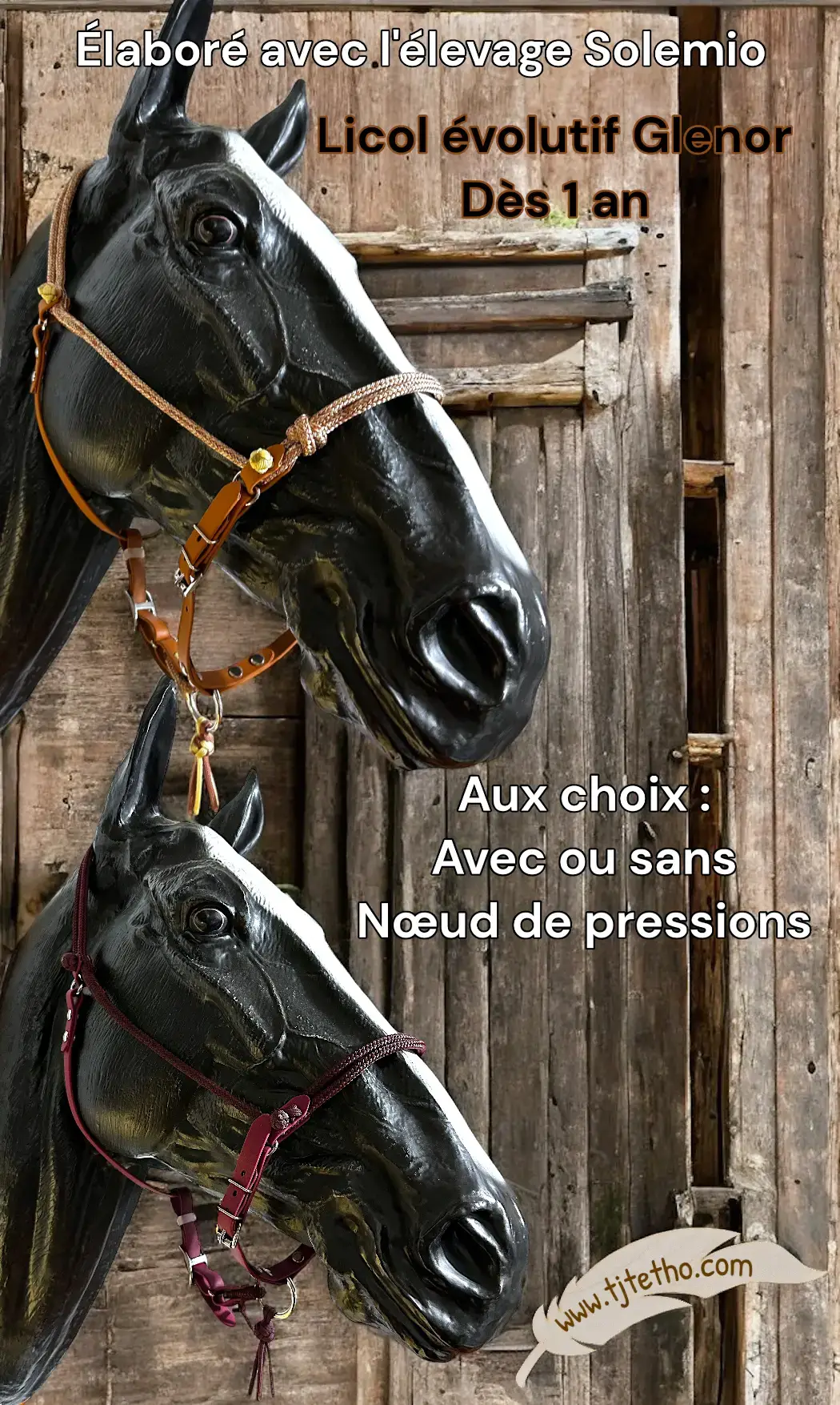 Stock Licol Evolutif Glenor