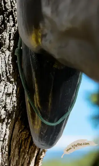 Collier d'encolure réglable