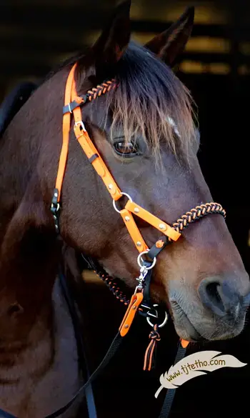 Bridon side pull Biothane avec montantV