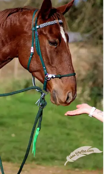 Filet side pull simple