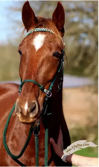 Filet side pull simple