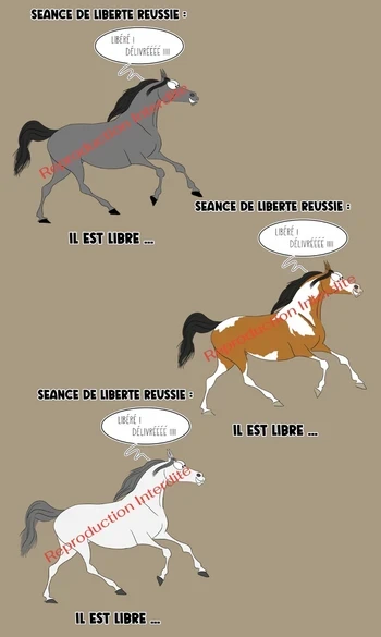 T-shirt B: Séance de liberté réussie !