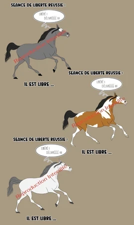 Sweat : Séance liberté réussie !