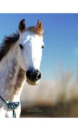 Collier d'encolure Selena