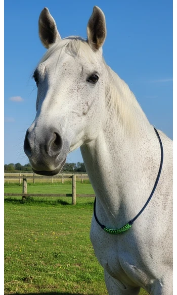 Collier d'encolure Quick2