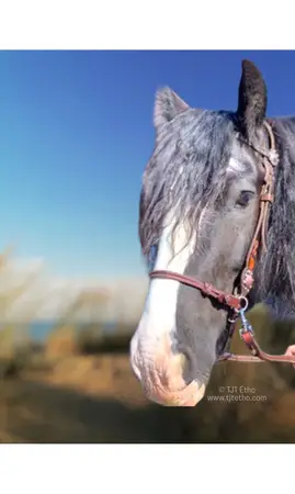 Muserolle side pull biothane