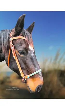 Muserolle side pull biothane