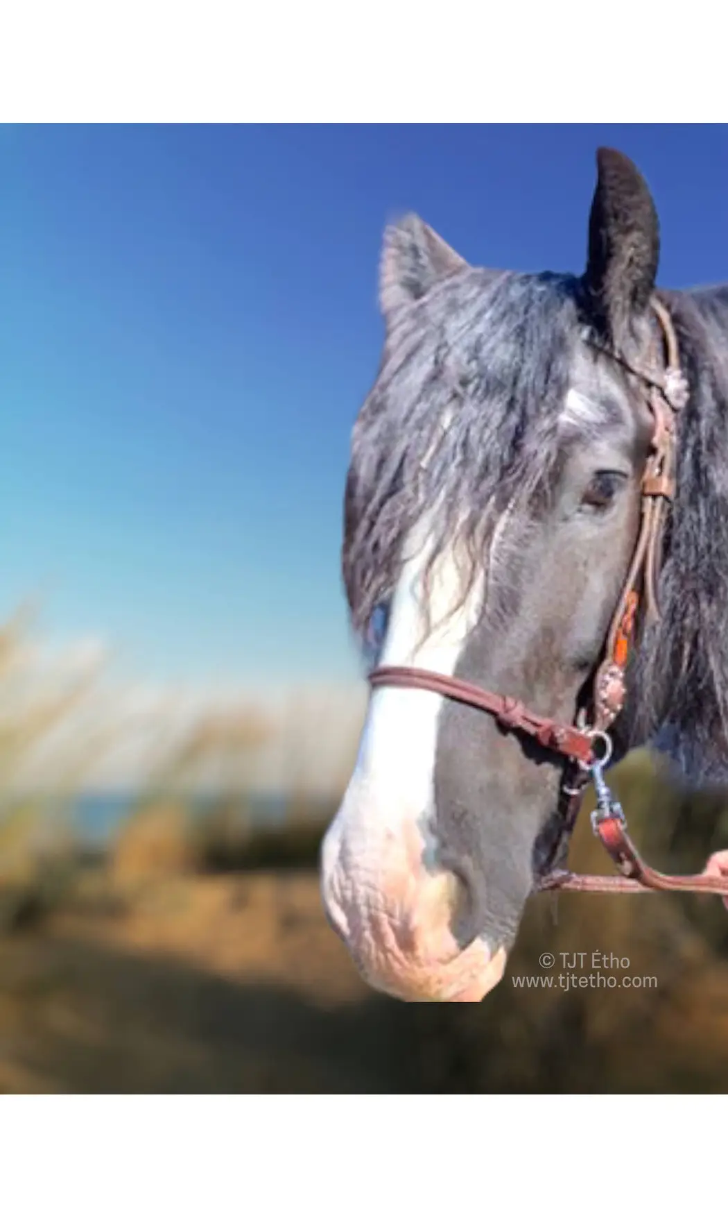 Muserolle side pull biothane